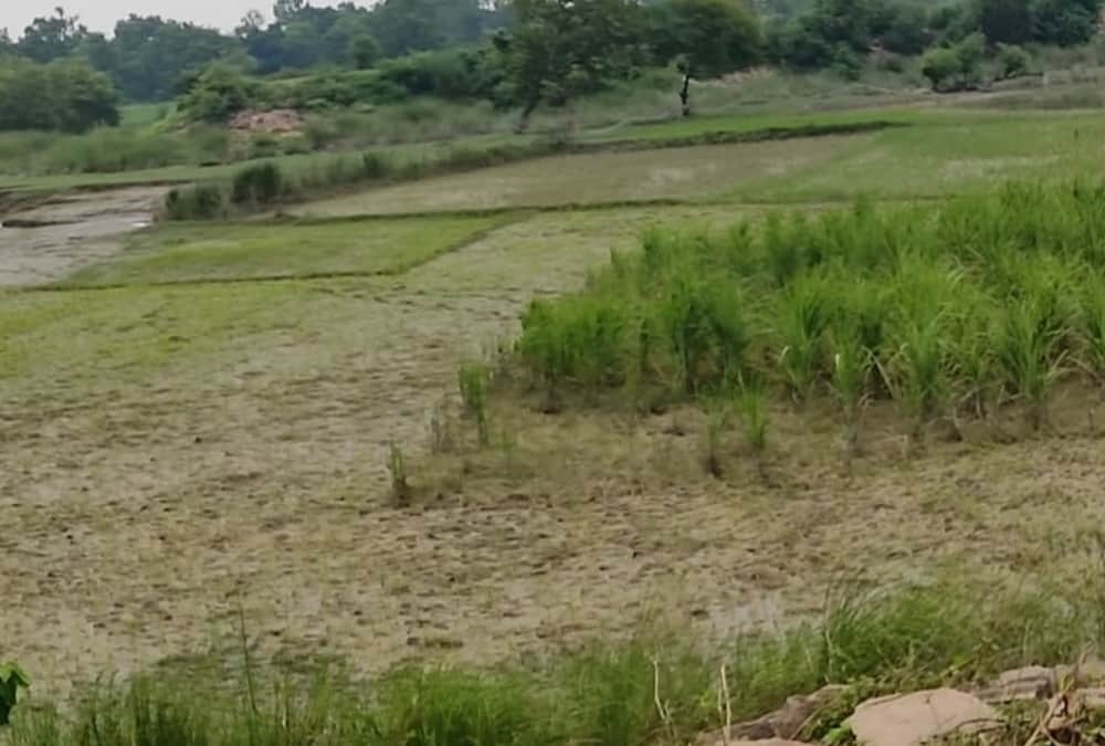 Farmers made crisis into opportunity in bhelsar in Ayodhya.