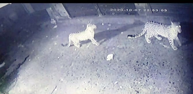 Three leopards seen in CCTV installed in land