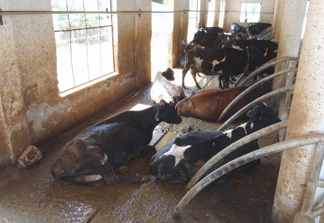 Dairy of Animal Husbandry Department