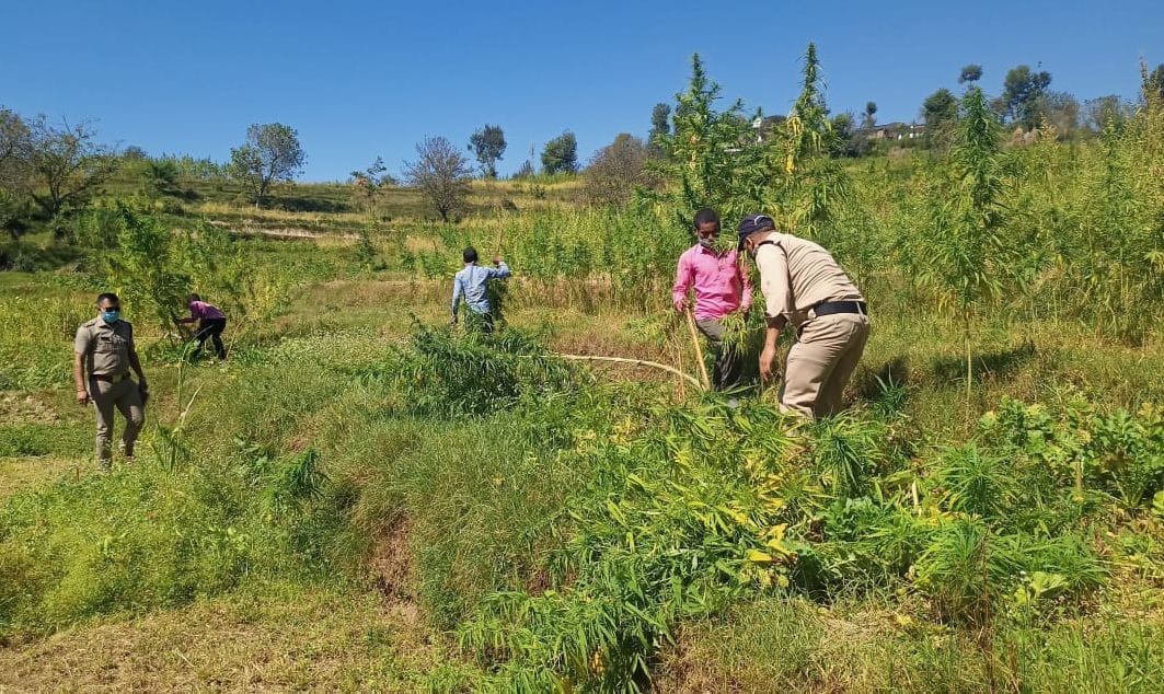 Destroyed cannabis cultivation in six hectares of Kolihek region