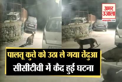 Leopard killed pet dog in shimla , incident captured in CCTV