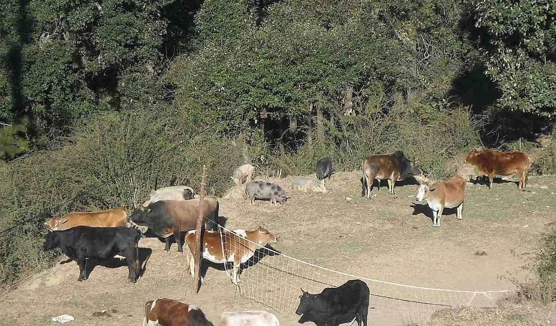 People drove the abandoned animals to the SDM office complex