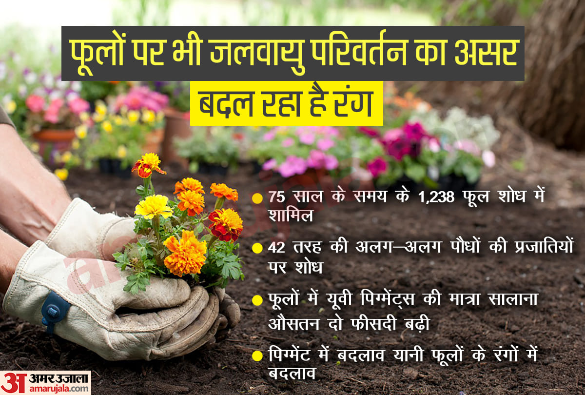 Climate change impact on flowers also not on human beings flowers are changing their color
