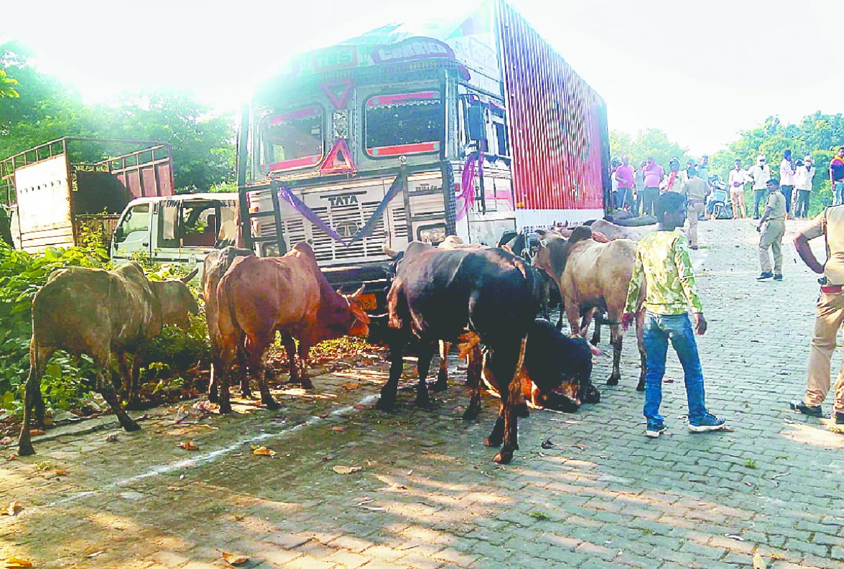 31 animals recovered in smuggling truck at sant kabir nagar