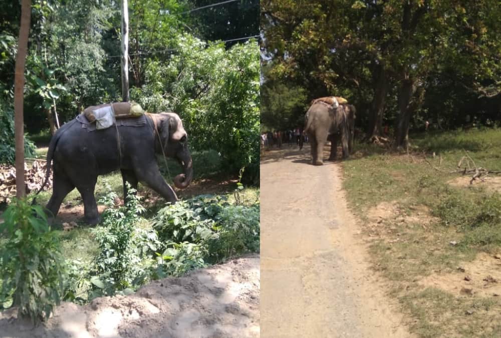 An elephant got angry on Mahawat in Sultanpur.