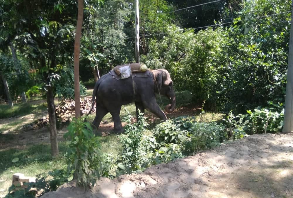 An elephant got angry on Mahawat in Sultanpur.