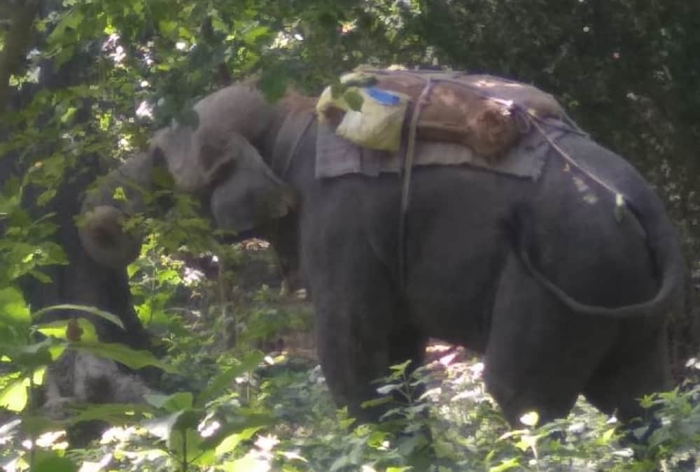 An elephant got angry on Mahawat in Sultanpur.