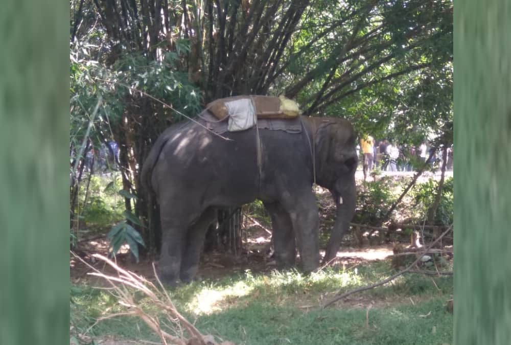 An elephant got angry on Mahawat in Sultanpur.