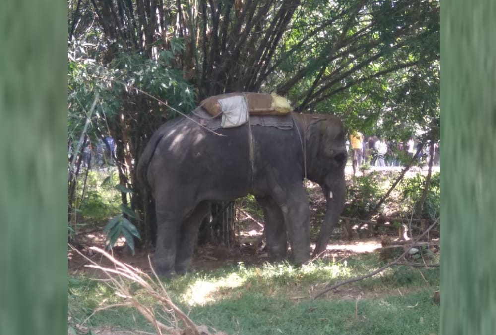 An elephant got angry on Mahawat in Sultanpur.