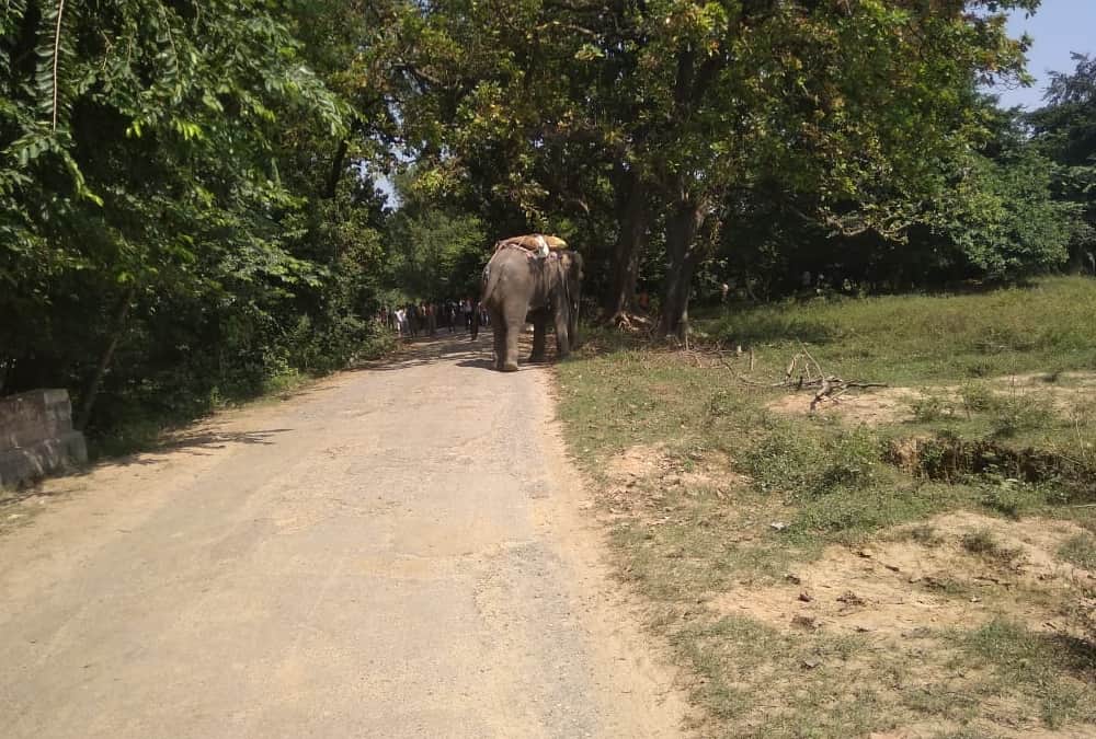 An elephant got angry on Mahawat in Sultanpur.