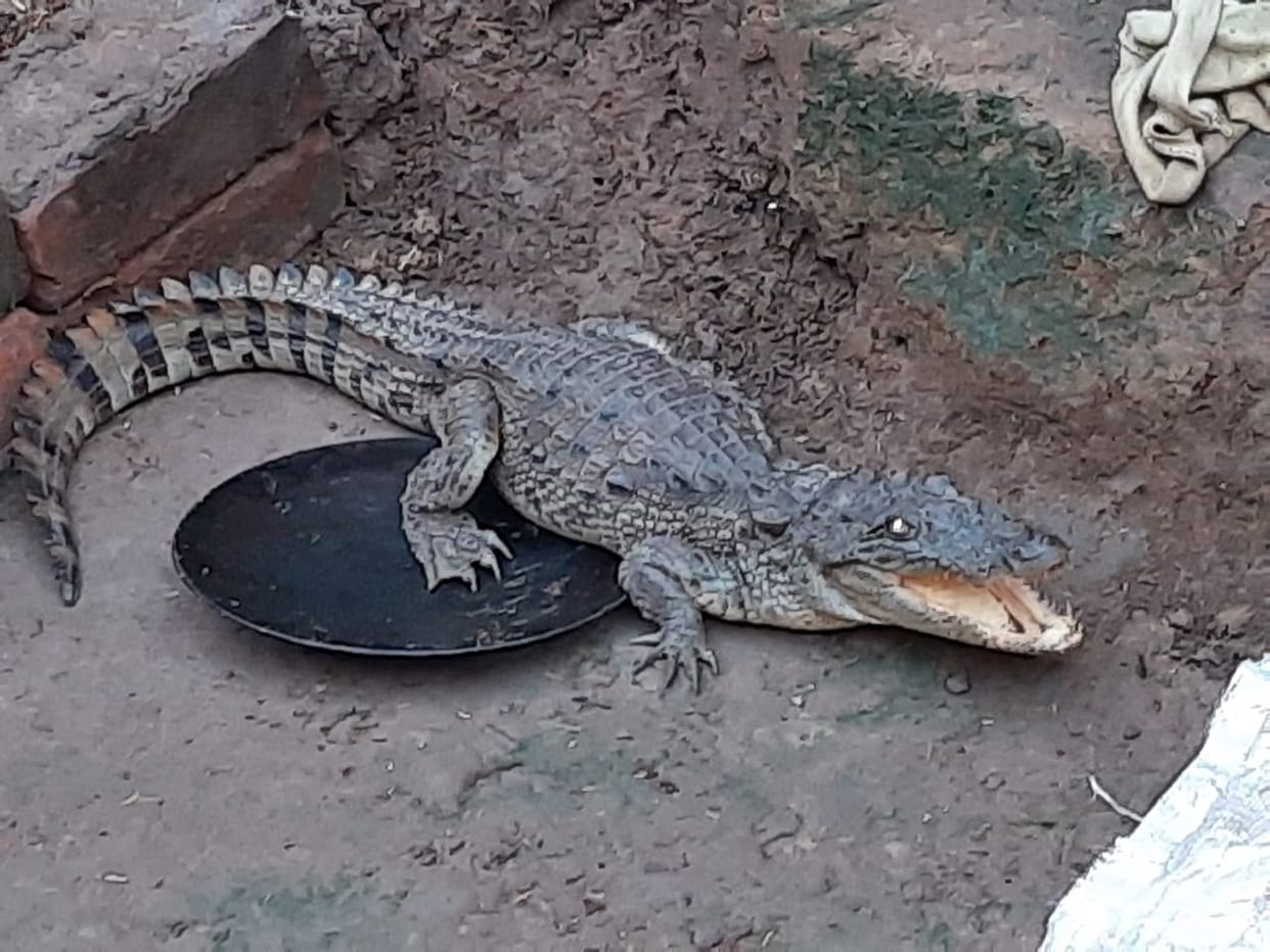 Crocodile showing in the courtyard of the house