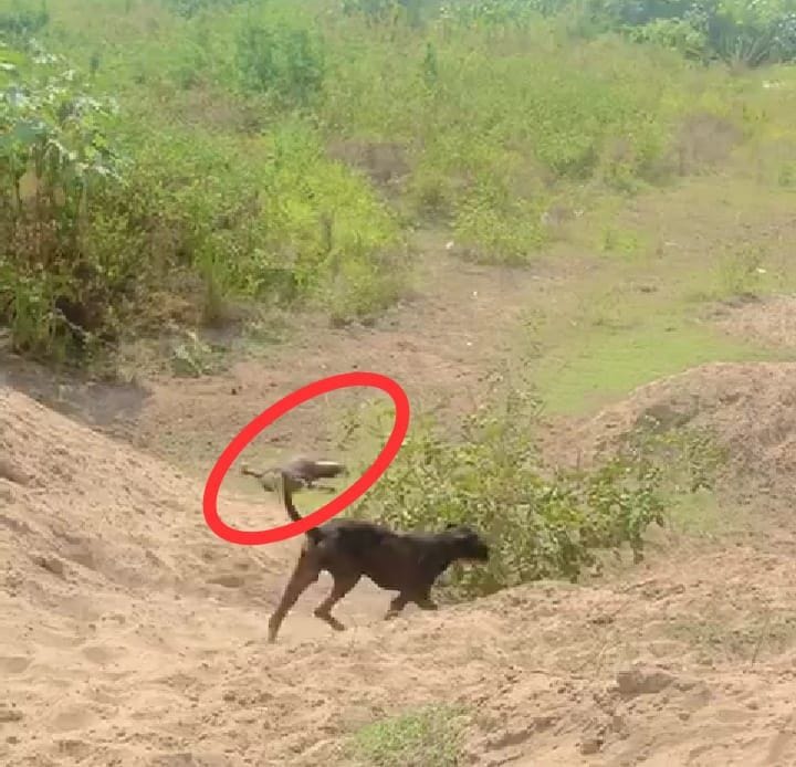 find out death body child in field