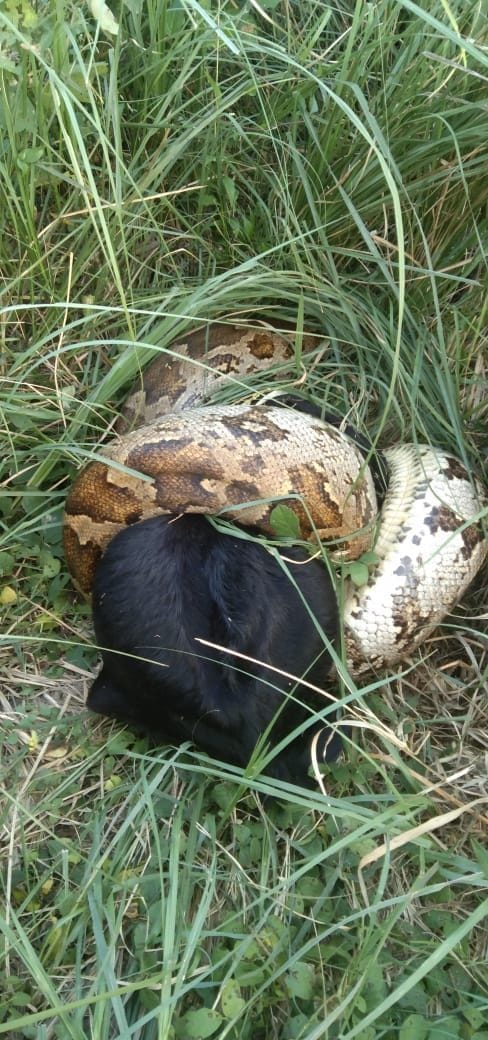 Python made goat morsel