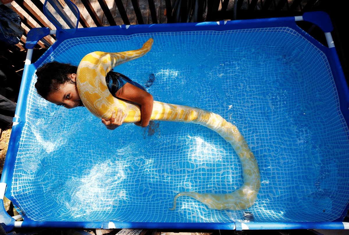 8 year old israeli girl best friend is an 11 foot tall pet python
