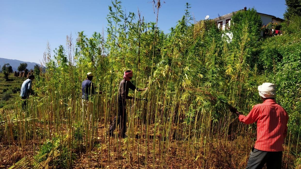 Cannabis cultivation destroyed in Khatera region