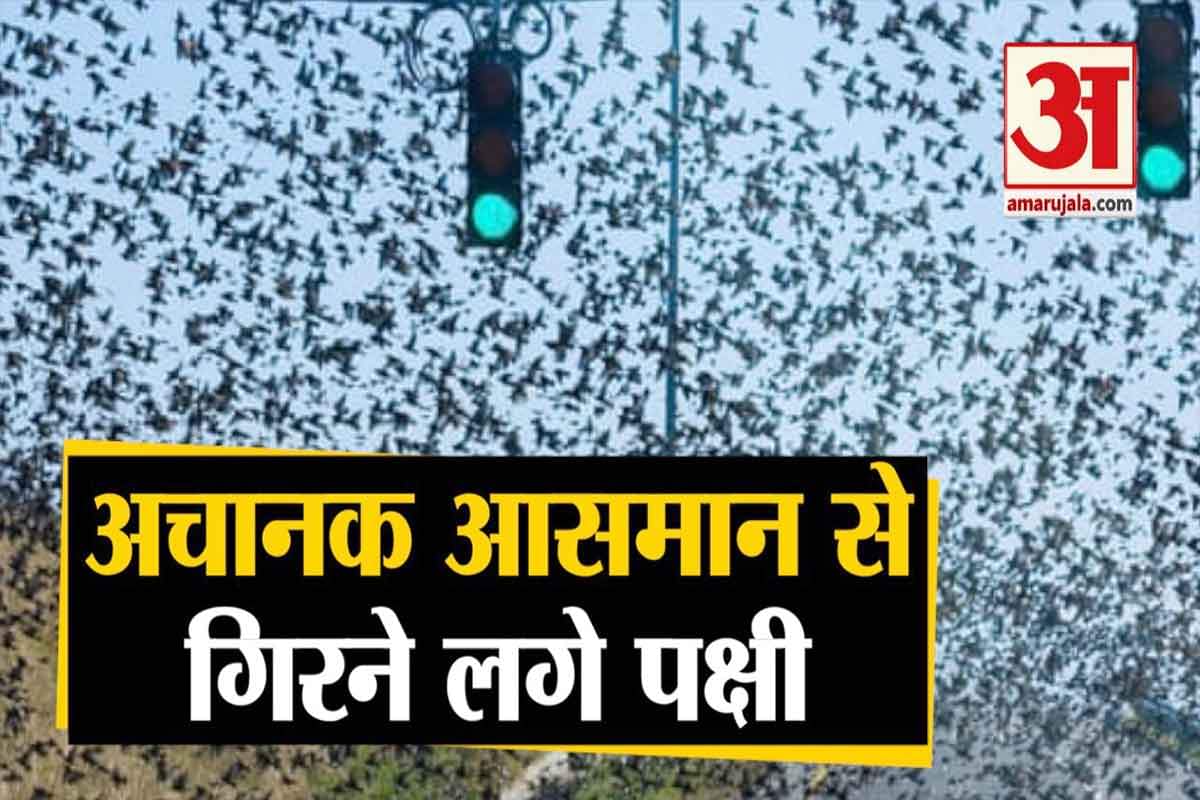 प्रवासी पक्षी