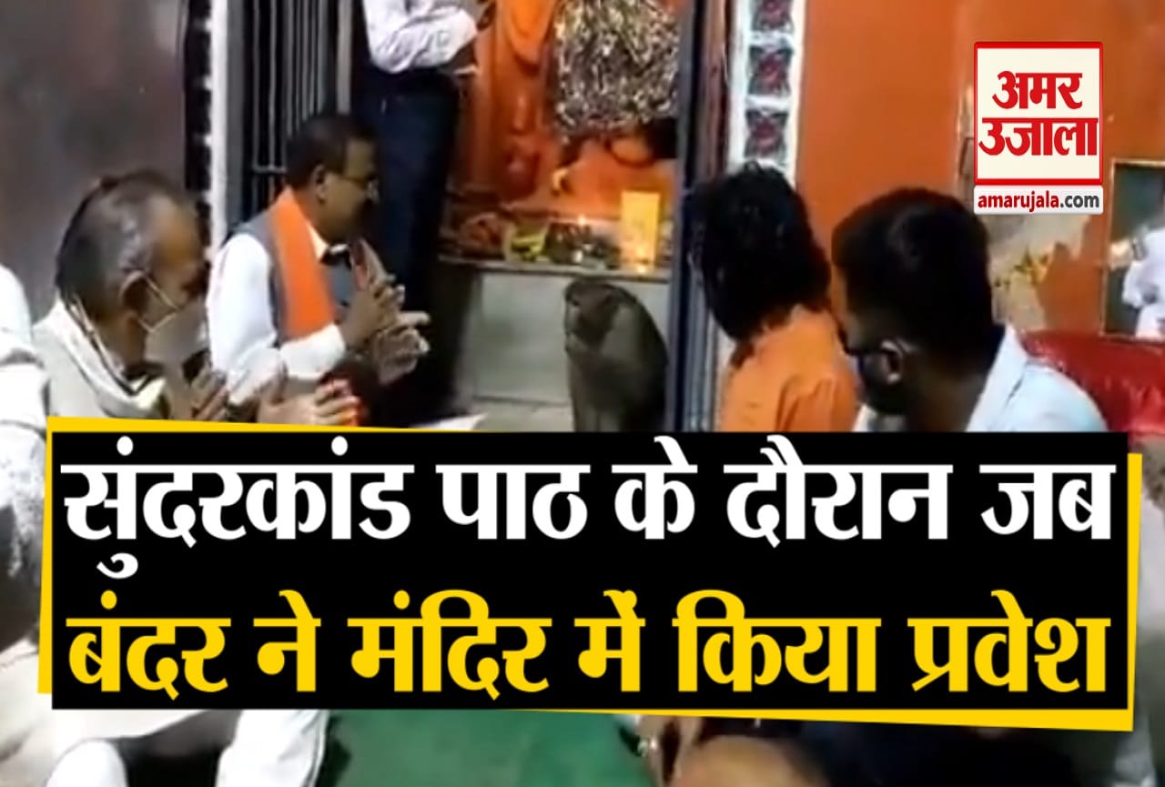 बंदर का वीडियो वायरल