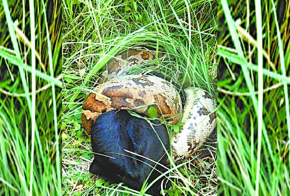 A python gobbled up a goat in Gonda.