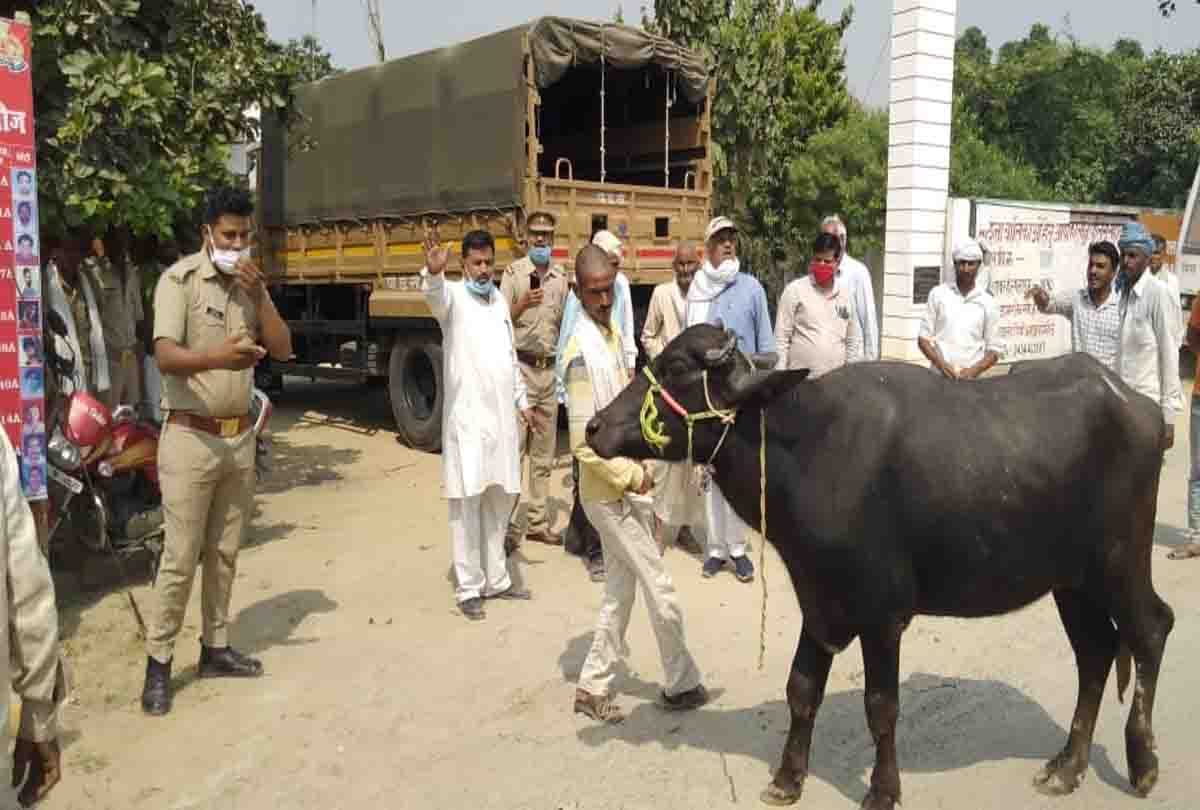 If more than two hundred cattle are raised in Varanasi, there will be an FIR