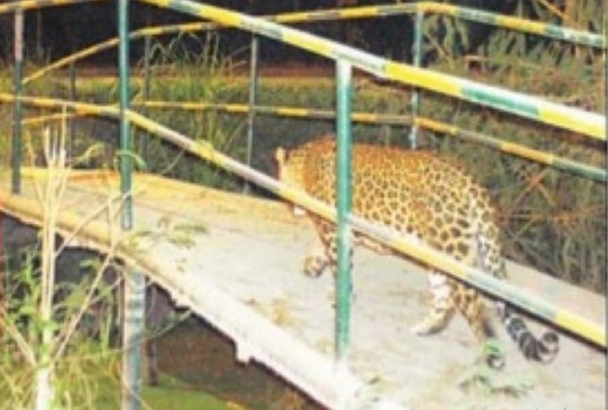 Leopard seen in NTPC plant Dadri team of 40 members starts searching with cage and CCTV