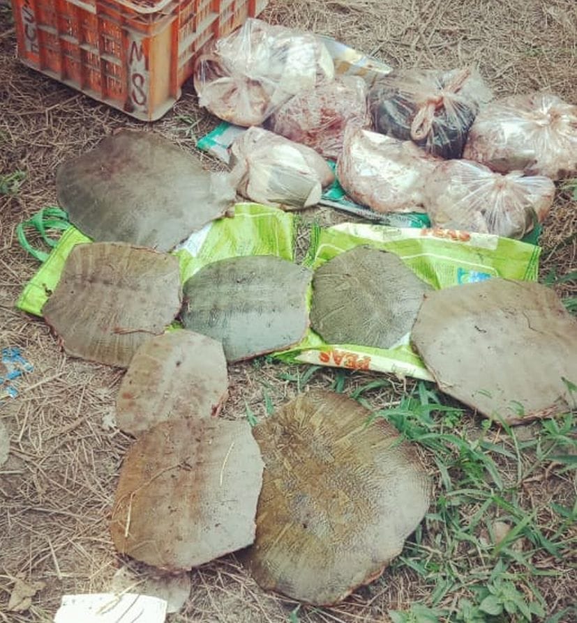 Three smugglers arrested with turtle meat and shells
