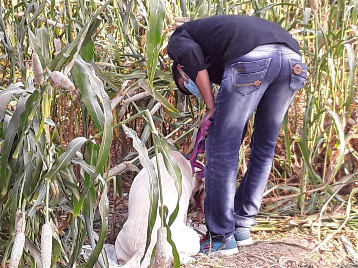 Teenager gone to toilet at night missing, blood stained in field