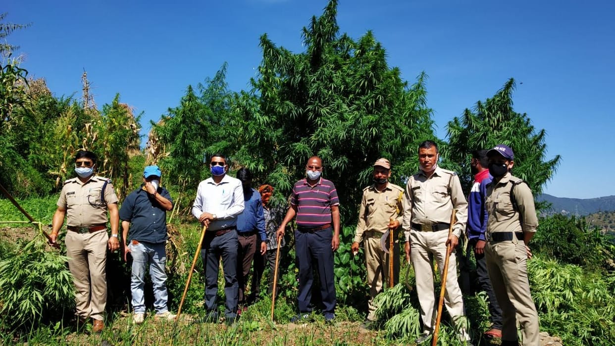 Cannabis cultivation destroyed in Khuna and Balai village