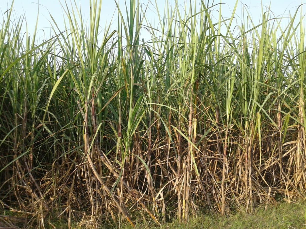 3591 fake accounts found in the survey of sugarcane department