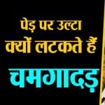 डिजाइन इमेज