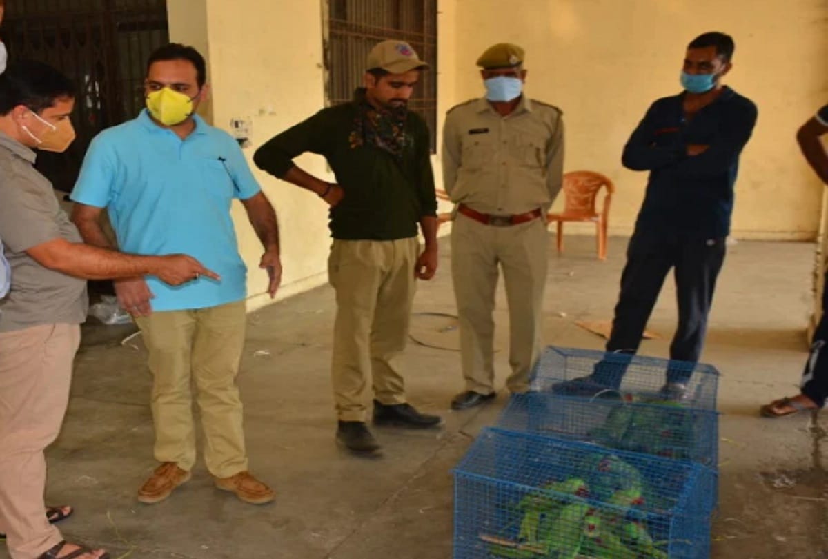 30 parrots of Alexandria species found at Lakhanpur block, smuggler absconding