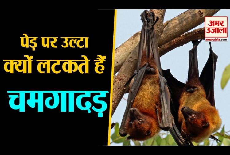 Why Bats Hang Upside Down Amar Ujala Hindi News Live जानिए कारण कि