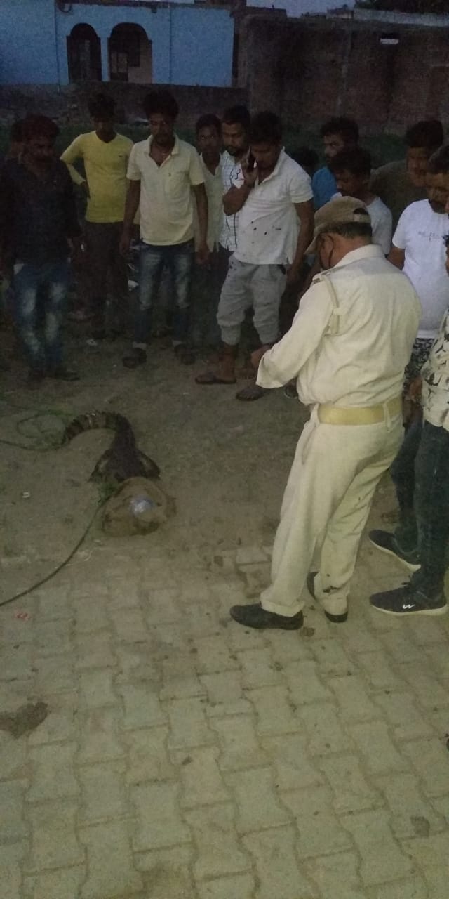 crocodile found in colony