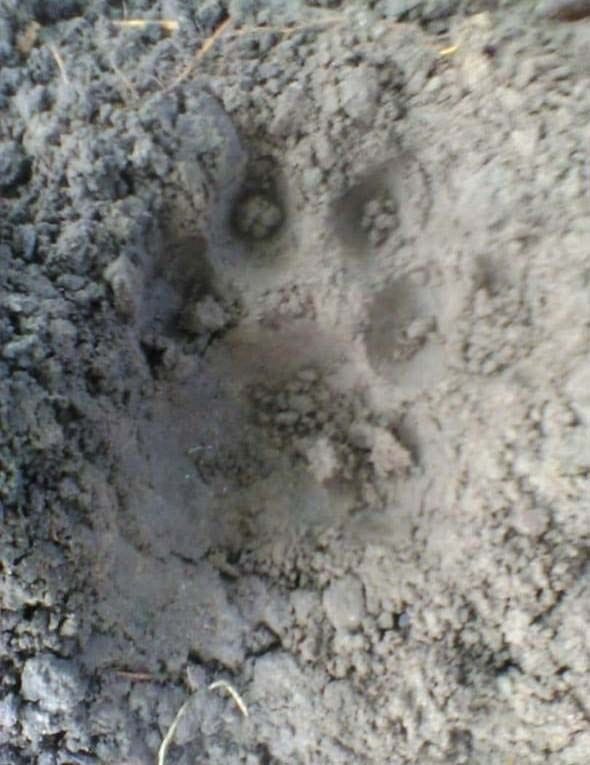 tiger terror