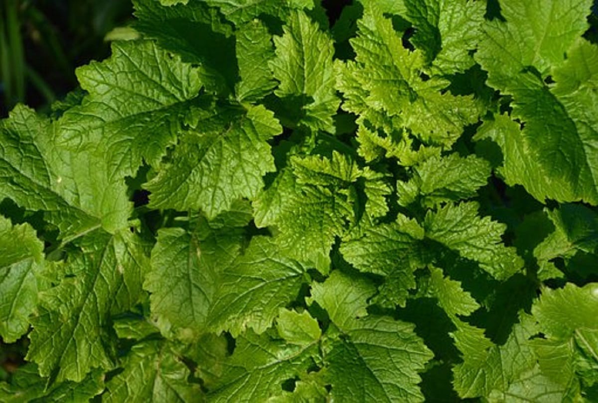 Health tips in hindi Health Benefits of celery leaves for strong immunity