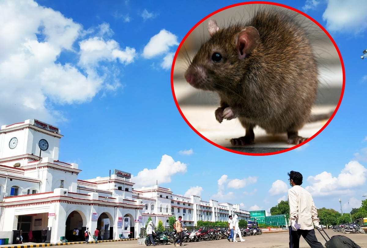 Rats have changed their habitat from the railway platform