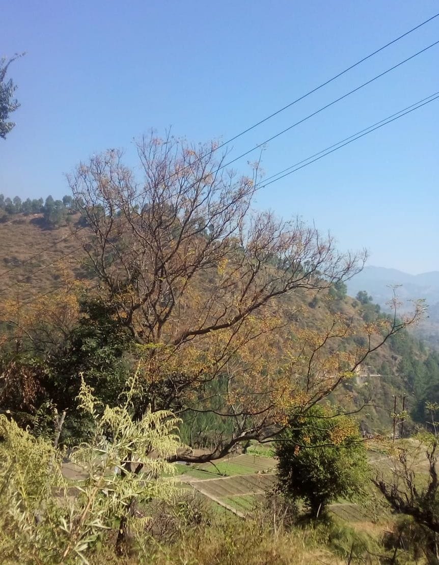 Bad UPCL in Ranikhet