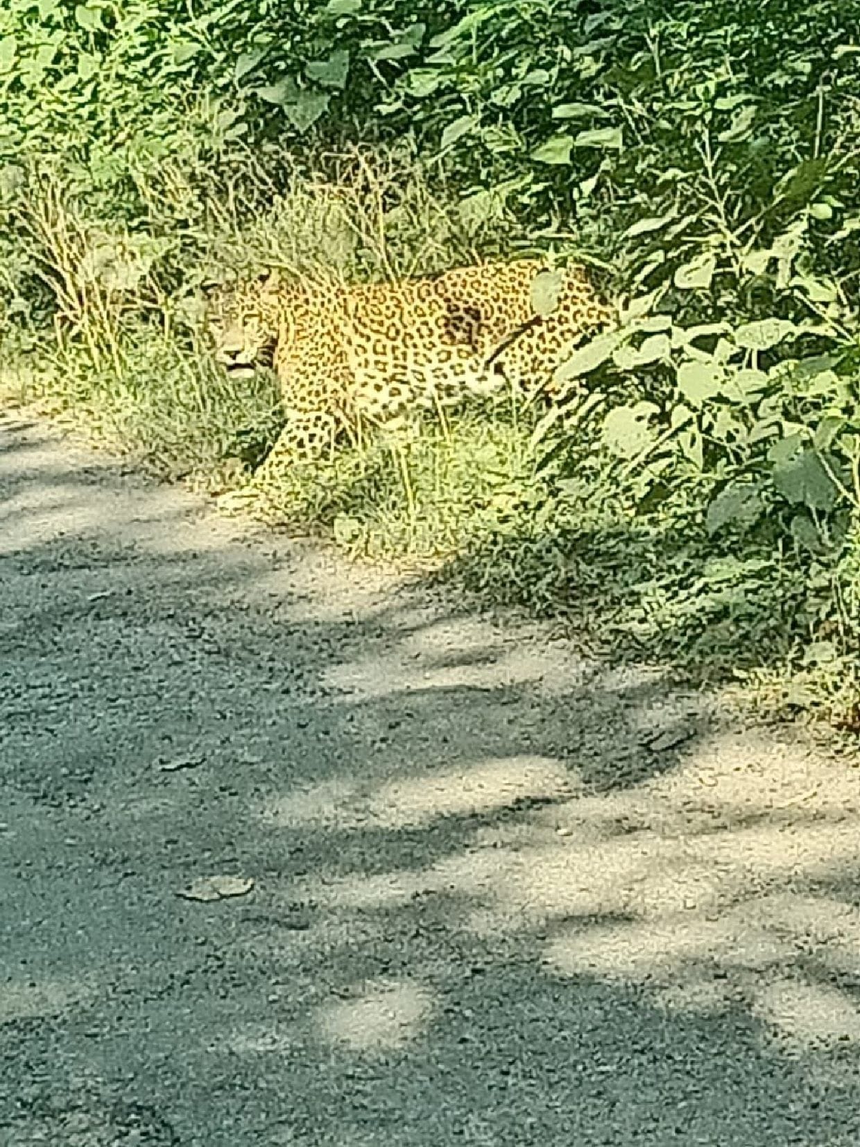 Leopard in front of VDO's car, people scared