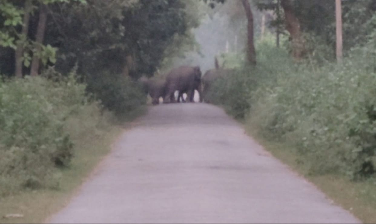 Herd of elephants scrambling on the road for 10 minutes