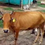 प्रतिकात्मक तस्वीर।