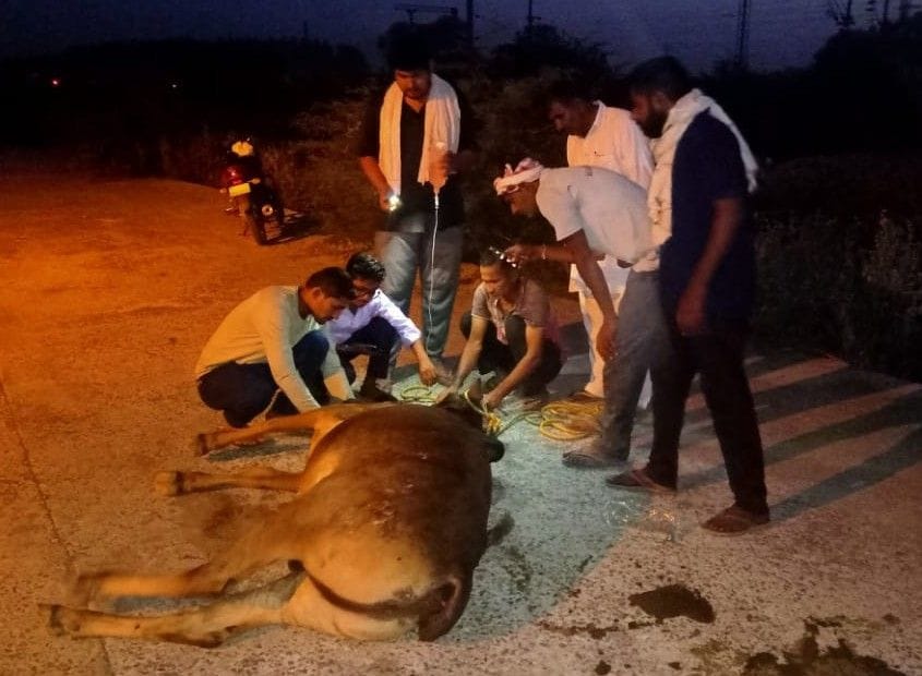 six cows die, people. docter
