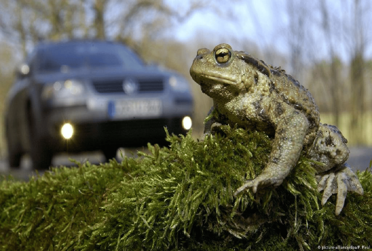 unique tradition in Germany where people make frogs cross the road to save life