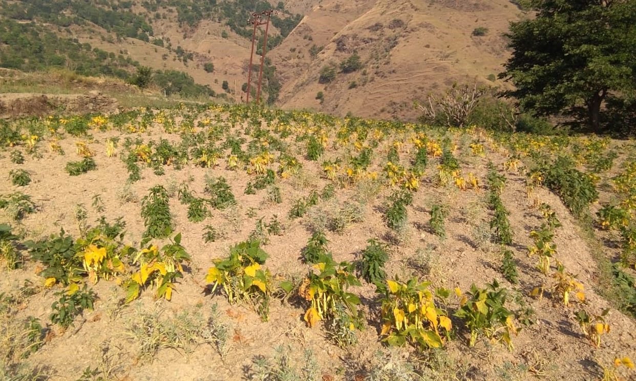 Crops affected due to lack of rain, plants started turning yellow