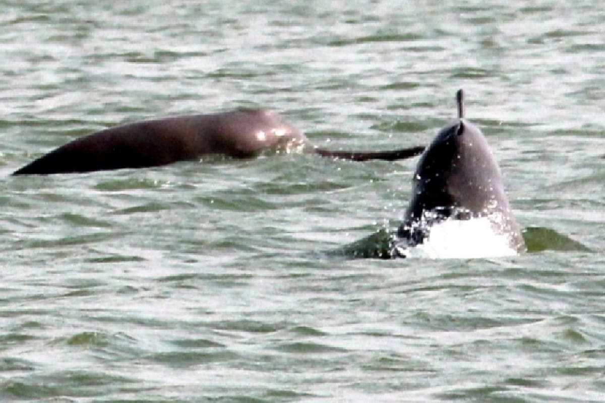 Threat to aquatic animals and river Ganga with the use of pesticide
