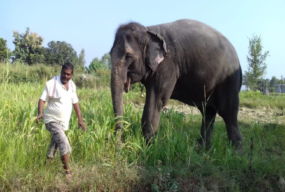 Uttarakhand: Akhtar, who gave land worth 50 crores to elephants, will now settle elephant village in Ramnagar