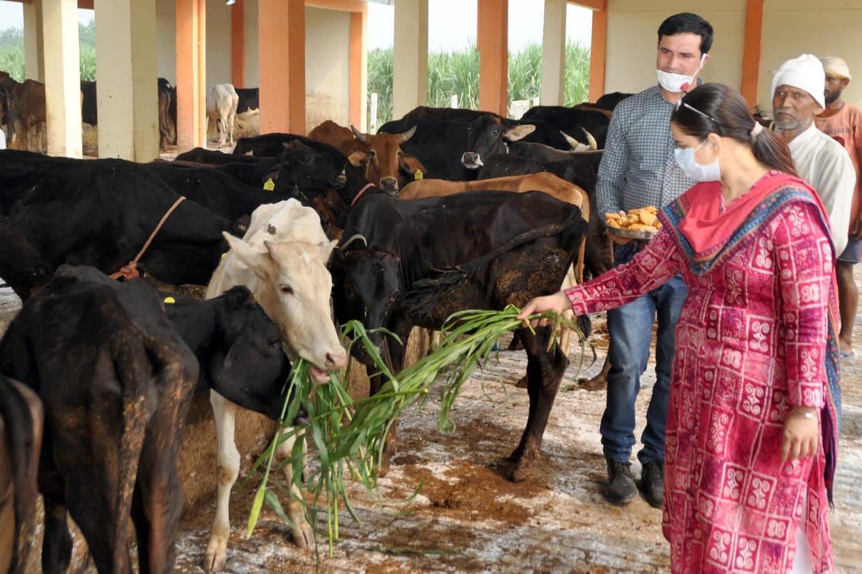 Unhappy over not getting cleanliness in cow protection center
