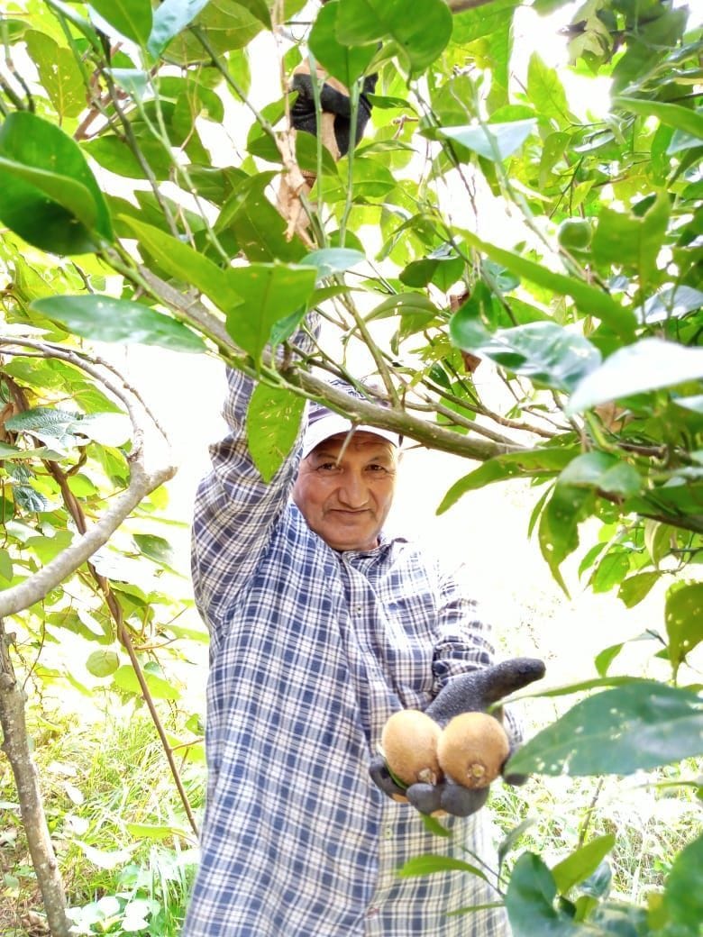 Kiwi Farming in Ranikhet