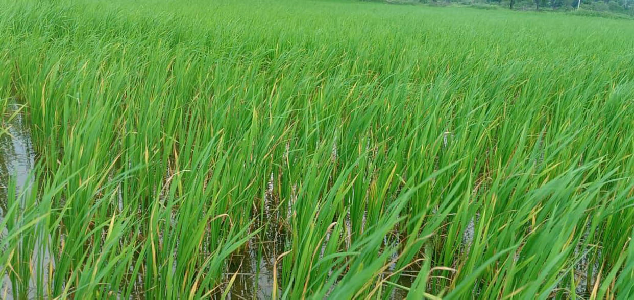 Monsoon weather with 115 mm less rain