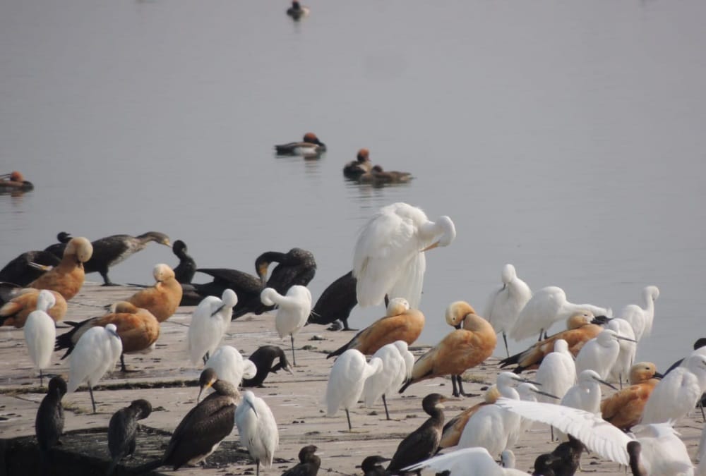 Dehradun Asan Conservation includes in international Ramsar Site, See photos
