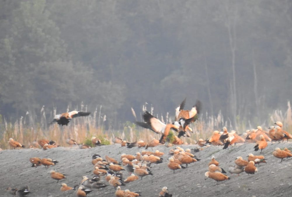 Dehradun Asan Conservation includes in international Ramsar Site, See photos