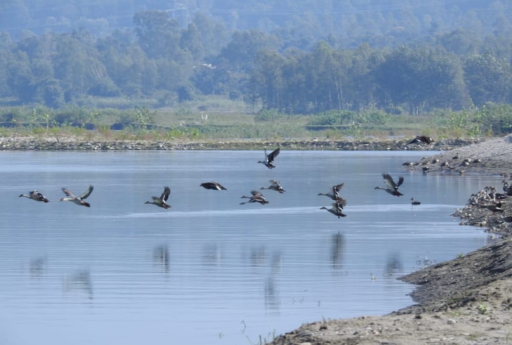 Dehradun Asan Conservation includes in international Ramsar Site, See photos